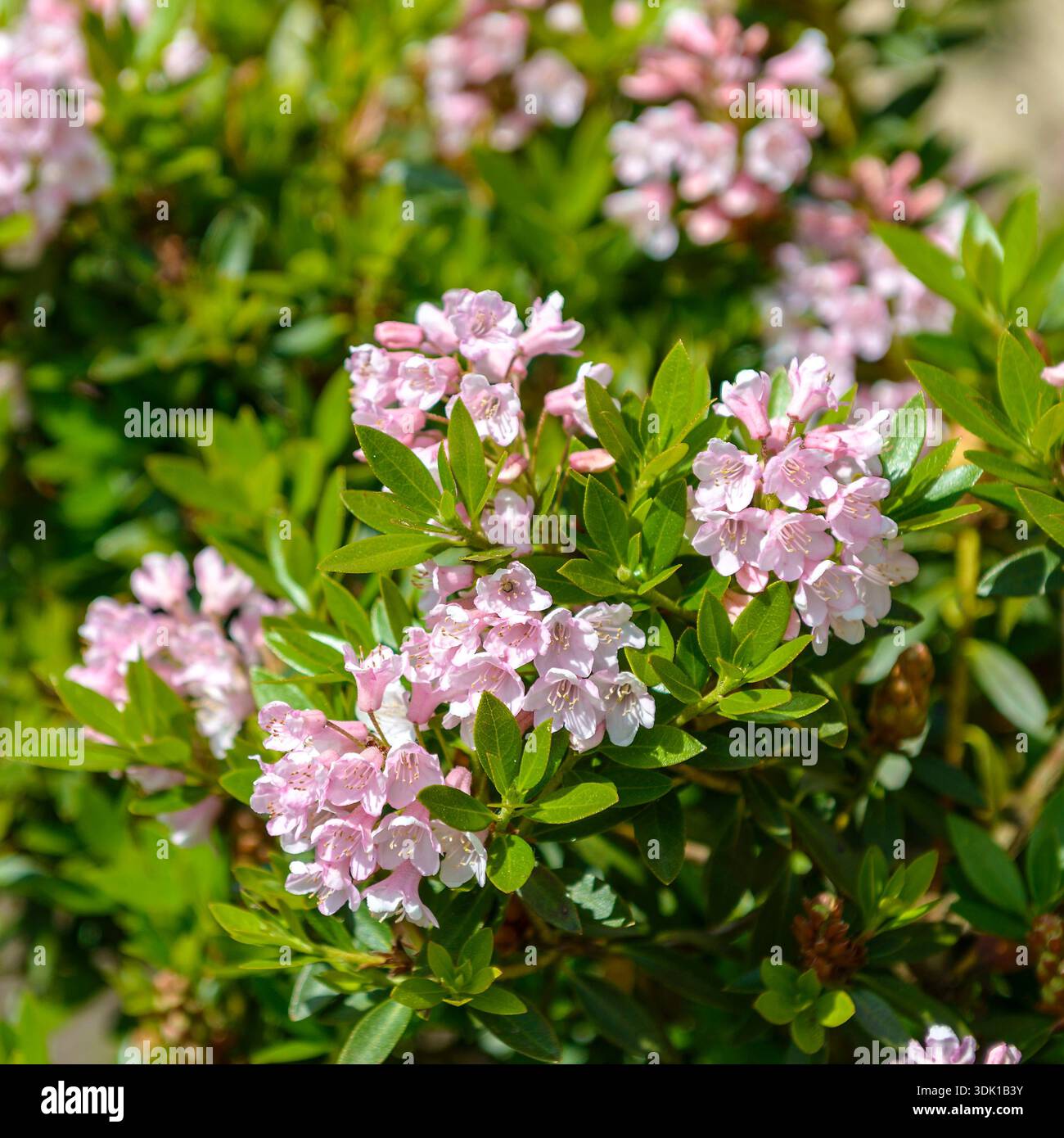 Zwerg-Rhododendron (Rhododendron BLOOMBUX Stock Photo - Alamy