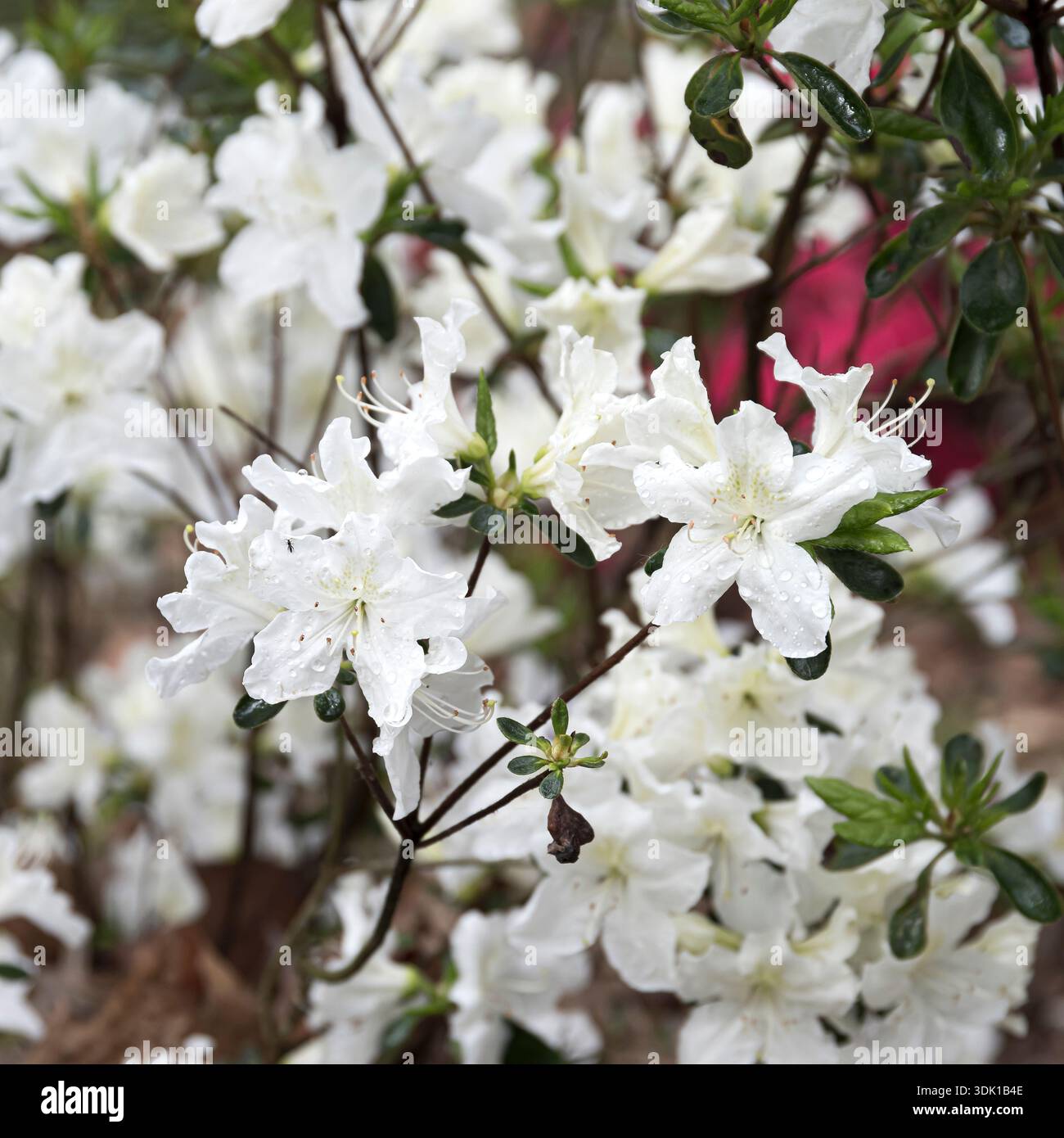Schneeglanz hi-res stock photography and images - Alamy