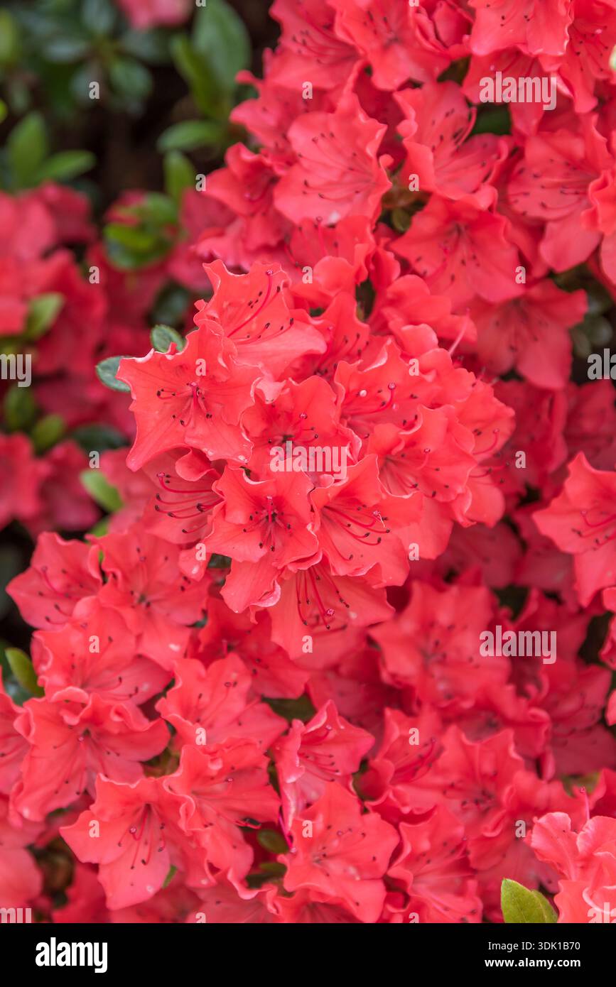 Rhododendron geisha orange hi-res stock photography and images - Alamy