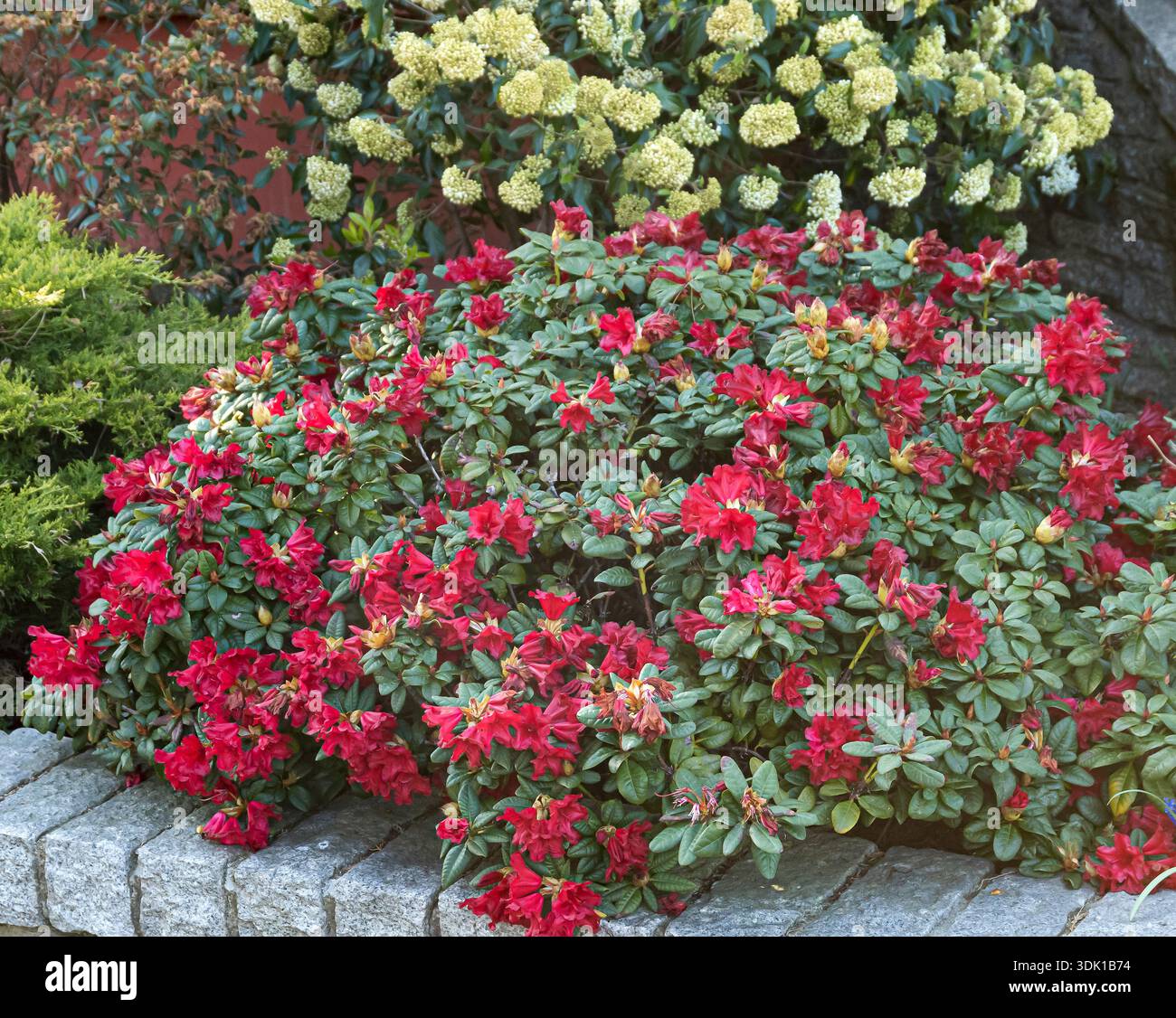 Rhododendron scarlet wonder hi-res stock photography and images - Alamy