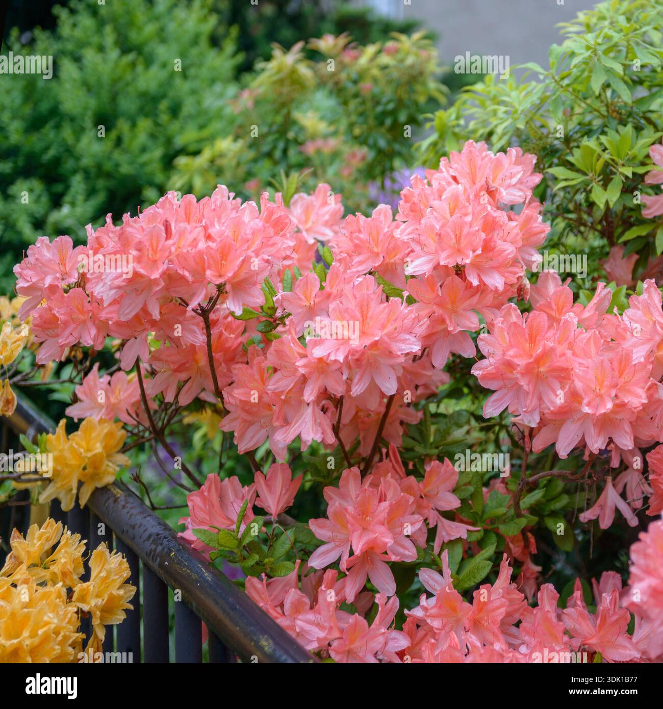 rhododendron allah Rhododendron main image 1