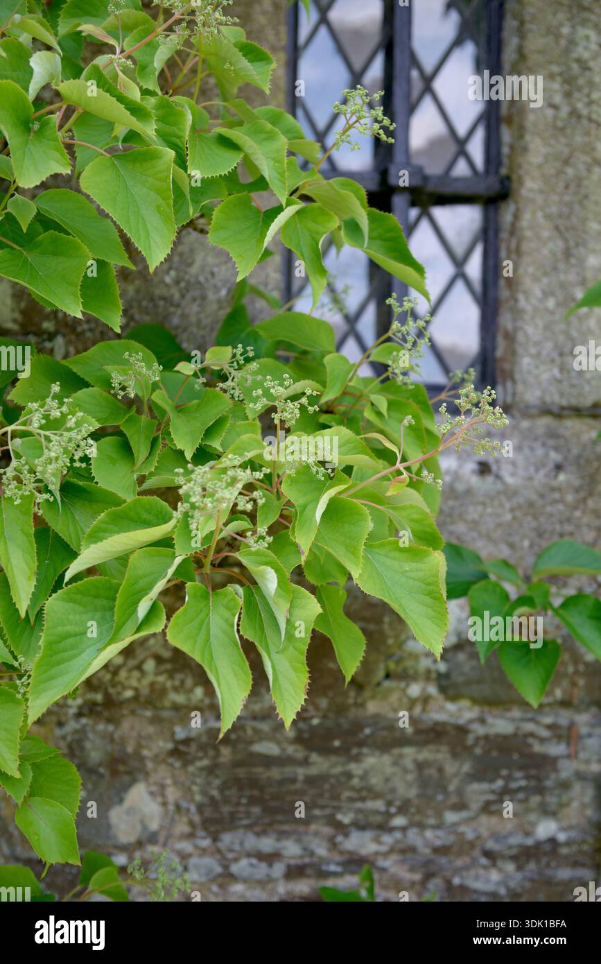 Spalthortensie (Schizophragma hydrangeoides) Stock Photo
