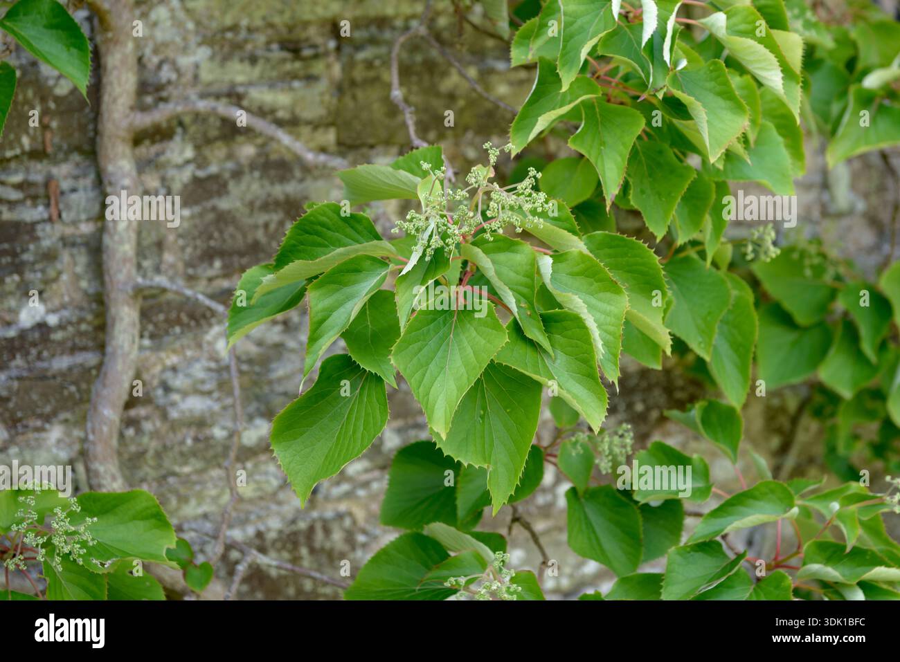 Spalthortensie (Schizophragma hydrangeoides) Stock Photo