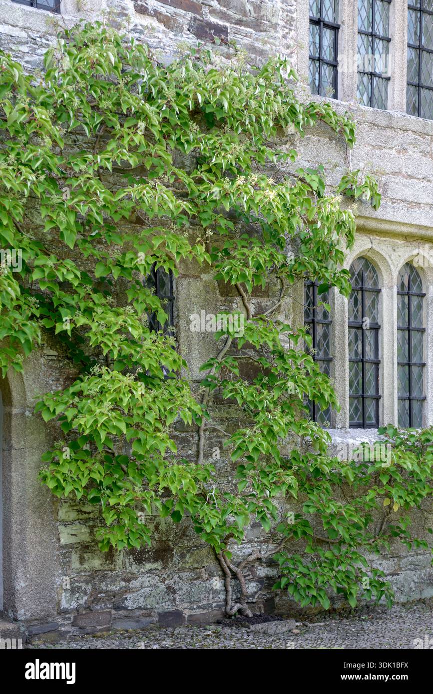 Spalthortensie (Schizophragma hydrangeoides) Stock Photo