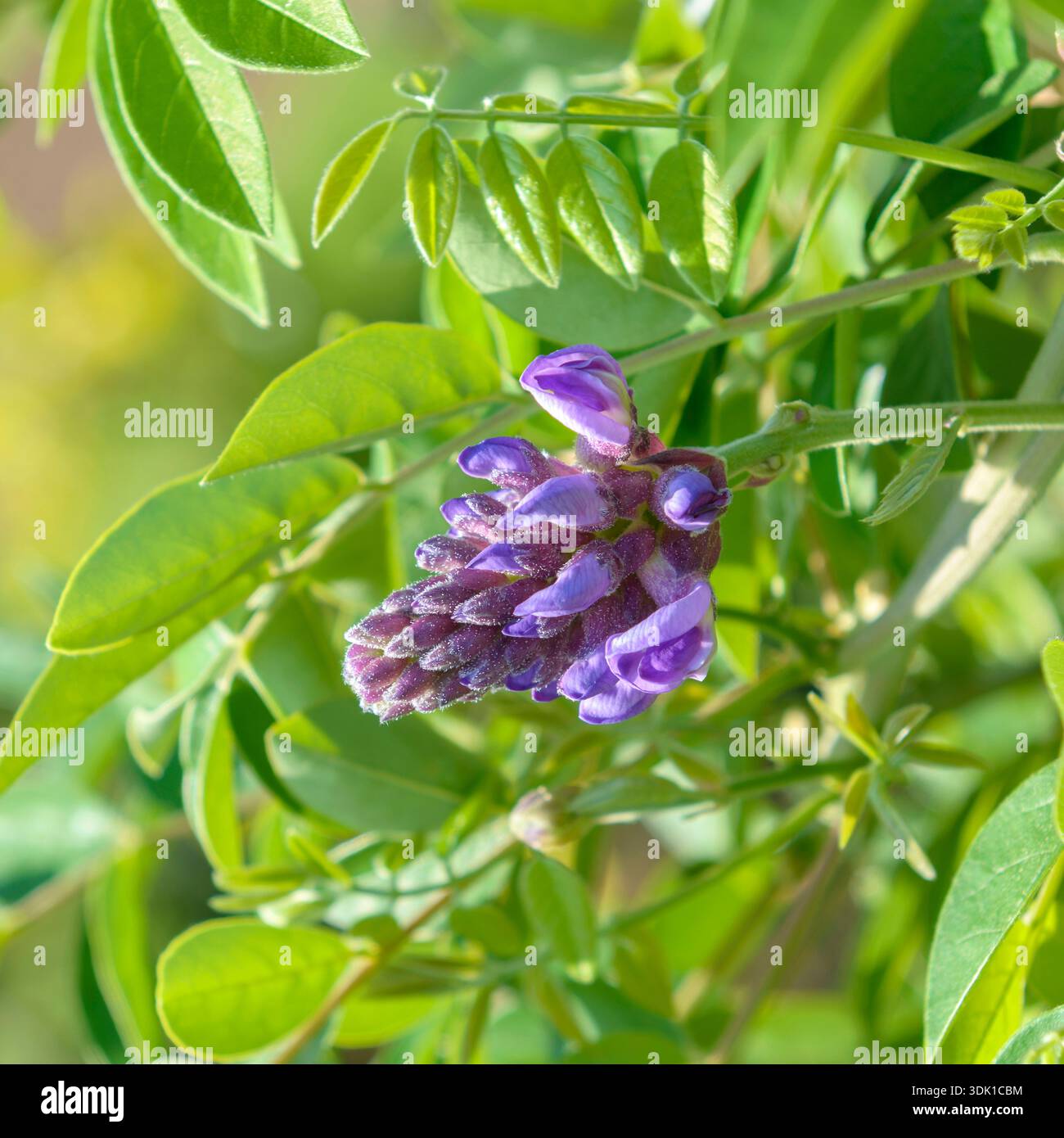 Longwood purple wisteria frutescens hi-res stock photography and images -  Alamy
