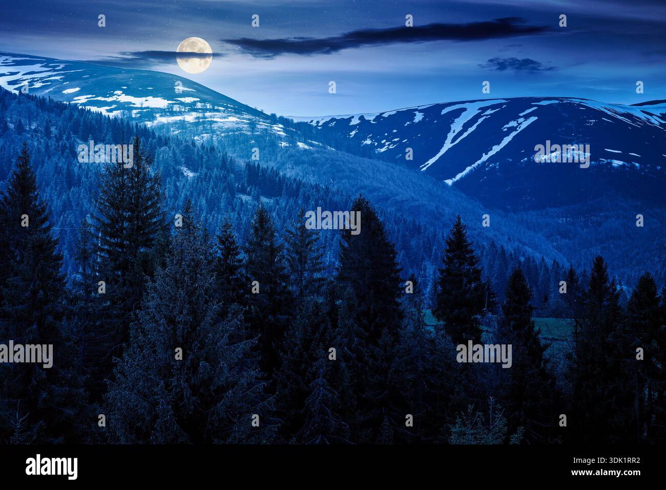 coniferous forest in mountain landscape in spring at night. lush green nature environment with dark sky in full moon light. view of snow peaks. backgr Stock Photo