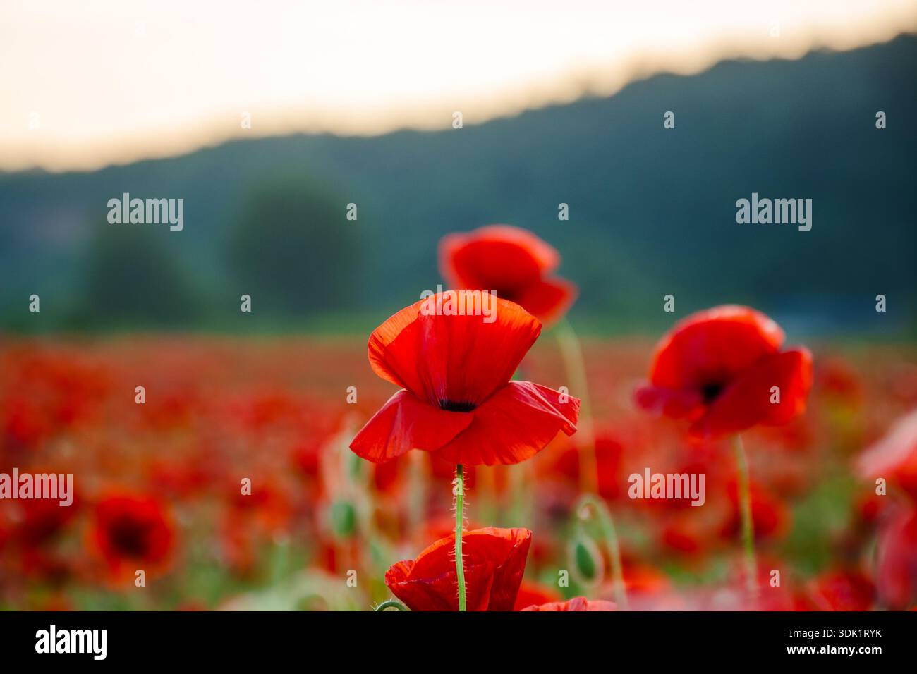 poppy field in spring landscape at sunset. beautiful view of papaver rhoeas meadow blooming red. rural region in mountains of ukraine. picturesque agr Stock Photo