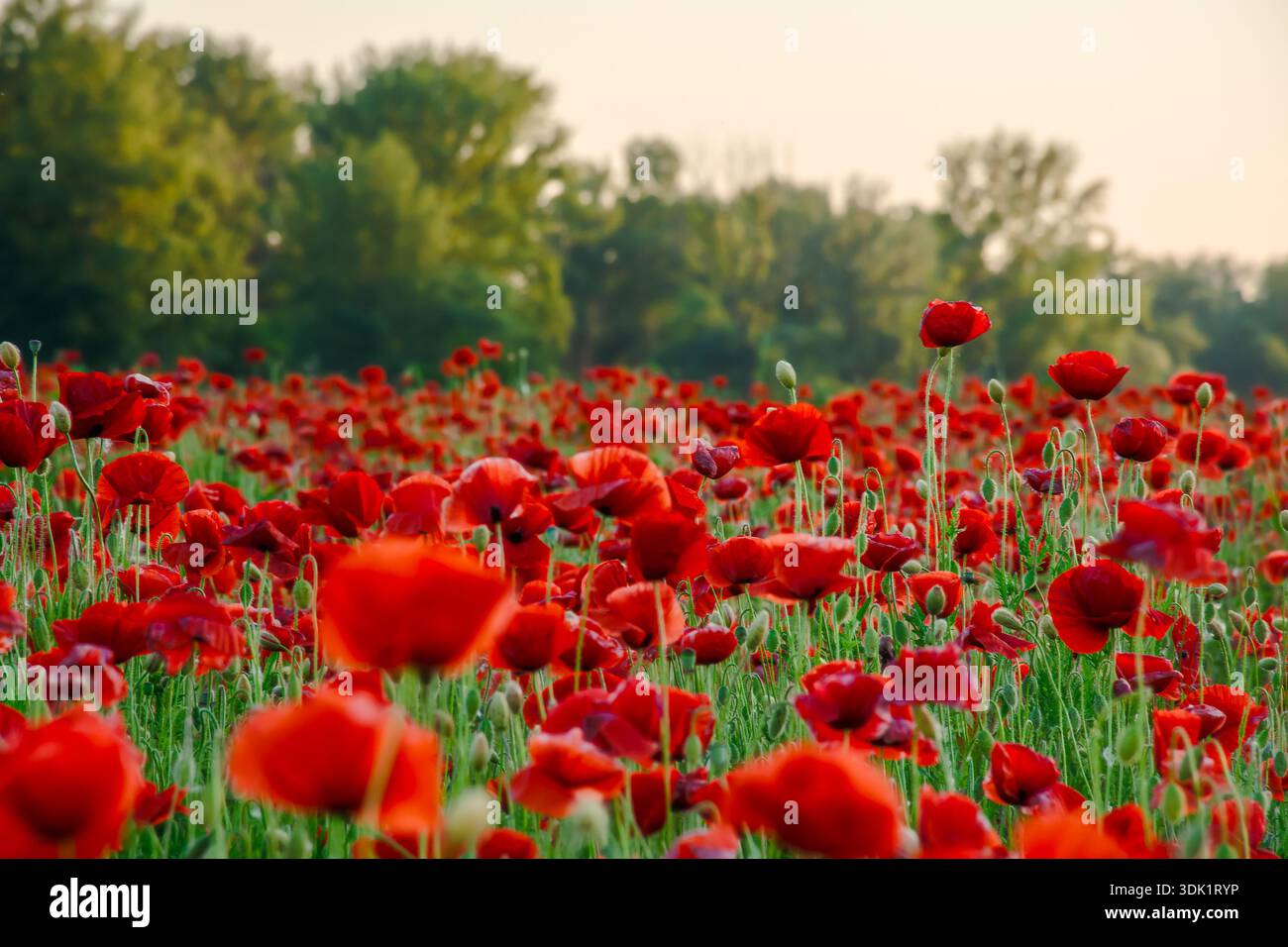 poppy field in spring landscape at sunset. beautiful view of papaver rhoeas meadow blooming red. rural region in mountains of ukraine. picturesque agr Stock Photo