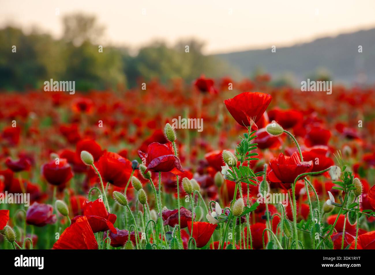 poppy field in spring landscape at sunset. beautiful view of papaver rhoeas meadow blooming red. rural region in mountains of ukraine. picturesque agr Stock Photo