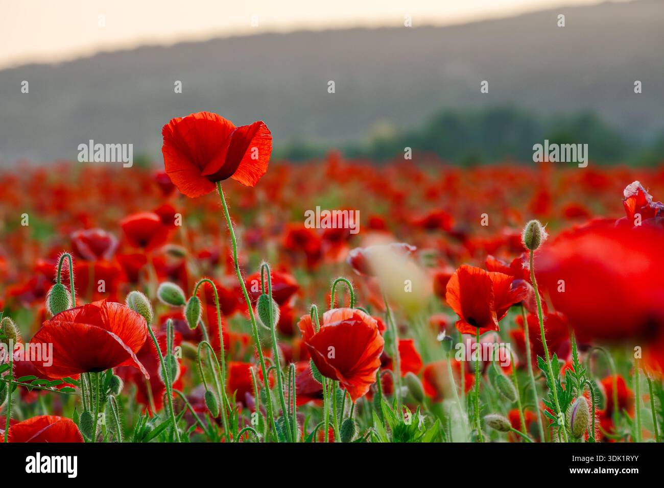 poppy field in spring landscape at sunset. beautiful view of papaver rhoeas meadow blooming red. rural region in mountains of ukraine. picturesque agr Stock Photo