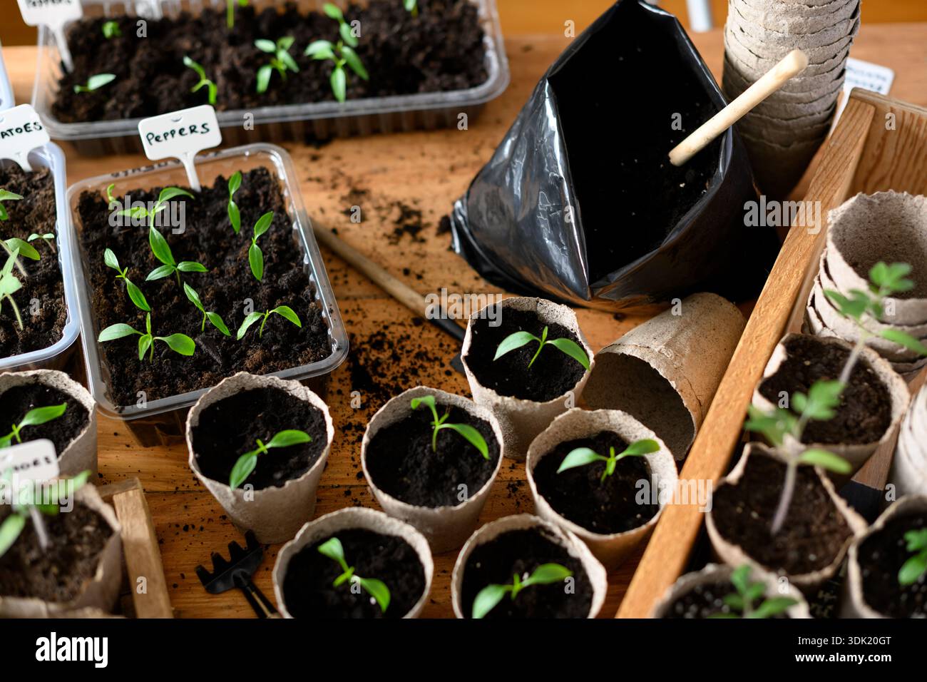 Hands working with vegetable seedlings in peat containers on wooden ...