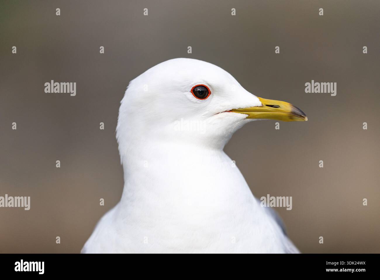 Common Gull; Larus canus; UK Stock Photo