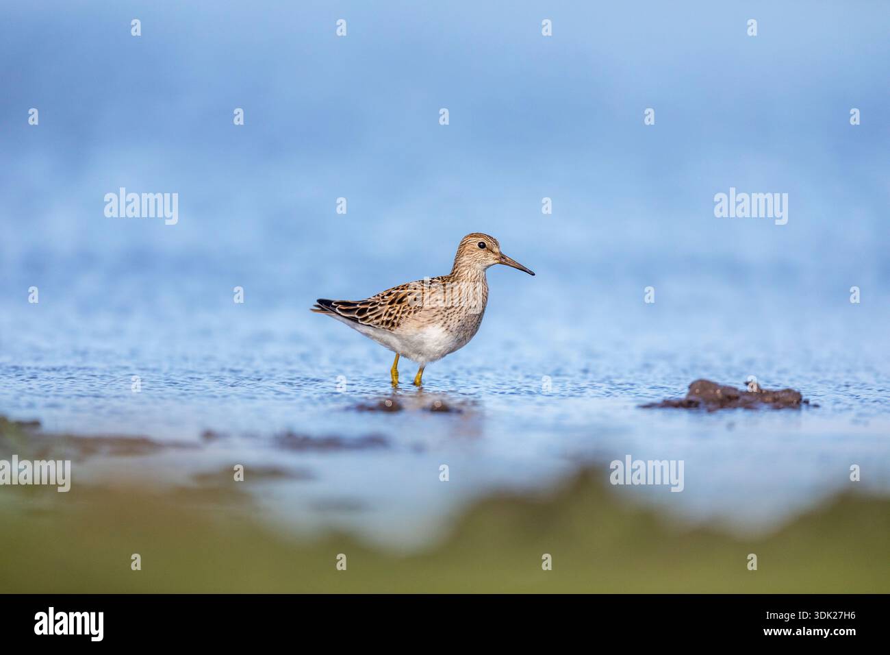 melanotan 2 peptide where to buy Pectoral Sandpiper; Calidris melanotos; Autumn; UK Stock Photo