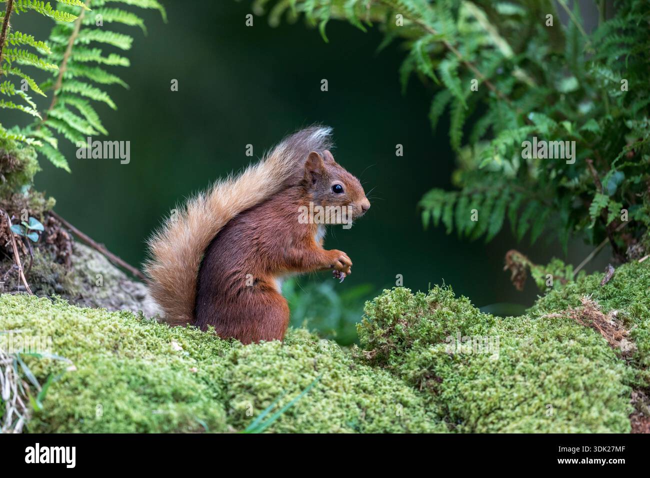 Red Squirrel; Sciurus vulgaris; Summer; UK Stock Photo