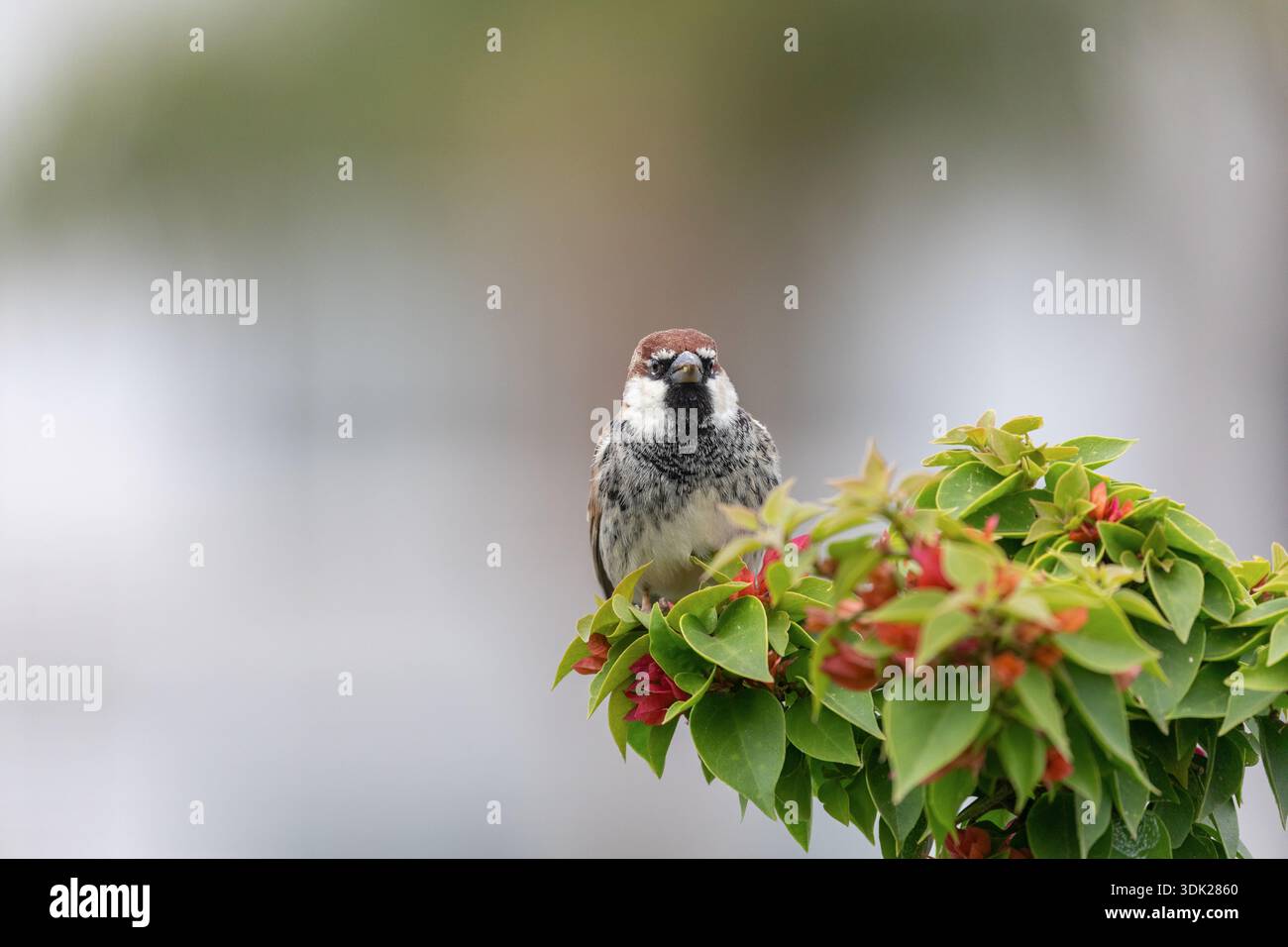 Spanish Sparrow; Passer hispaniolensis; Male; Spain Stock Photo