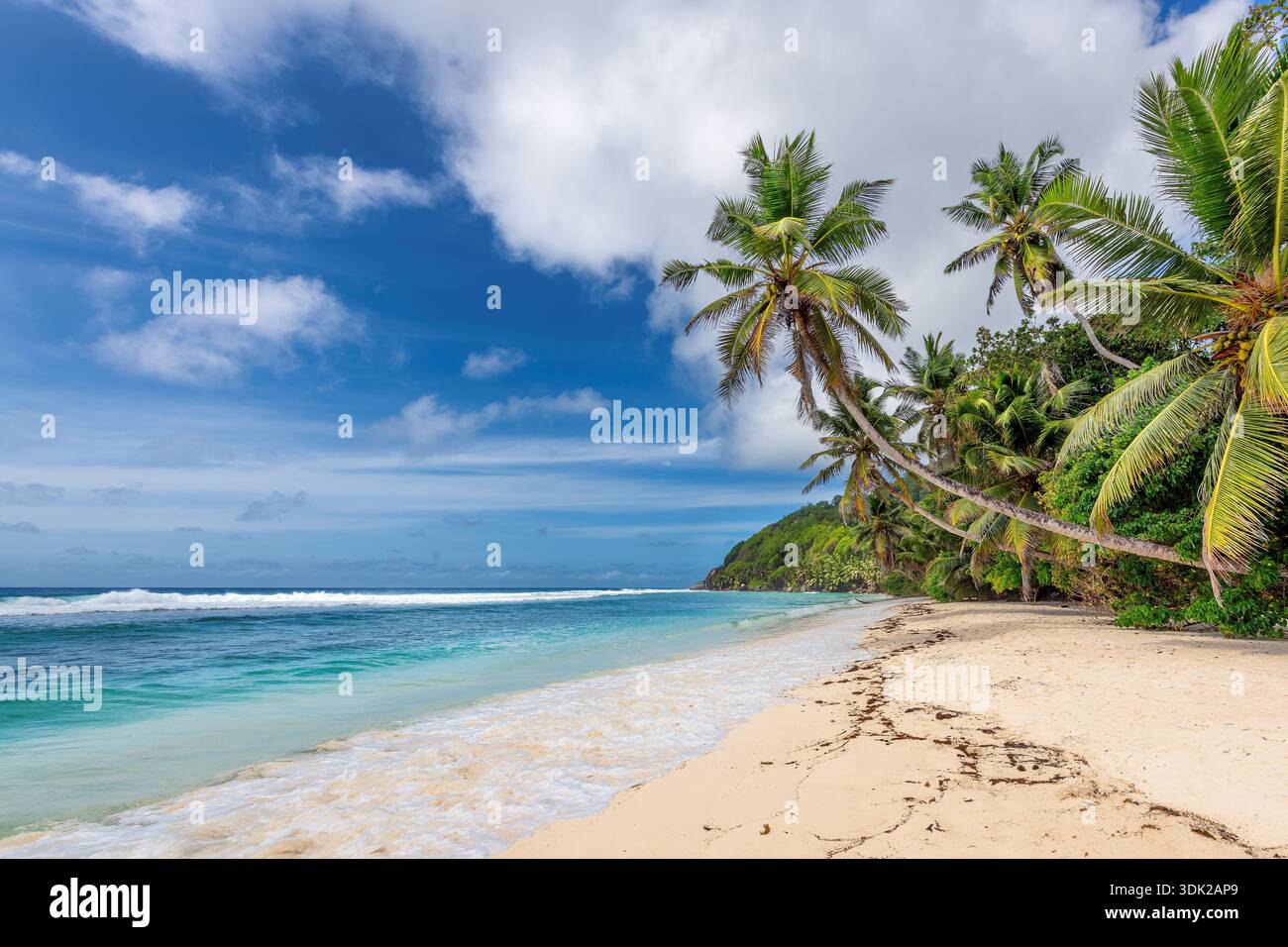 Beach blue sky sea palm trees sunny hi-res stock photography and images ...