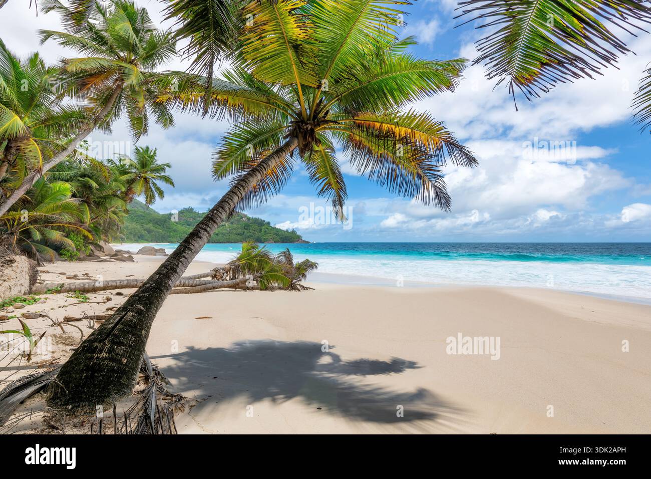 Beach blue sky sea palm trees sunny hi-res stock photography and images ...