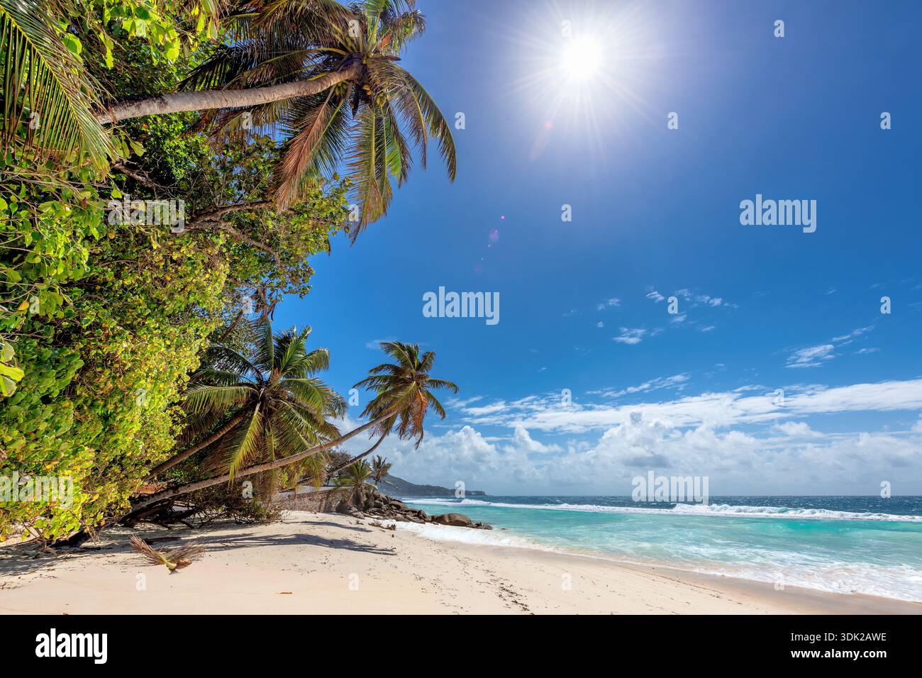 Beach blue sky sea palm trees sunny hi-res stock photography and images ...