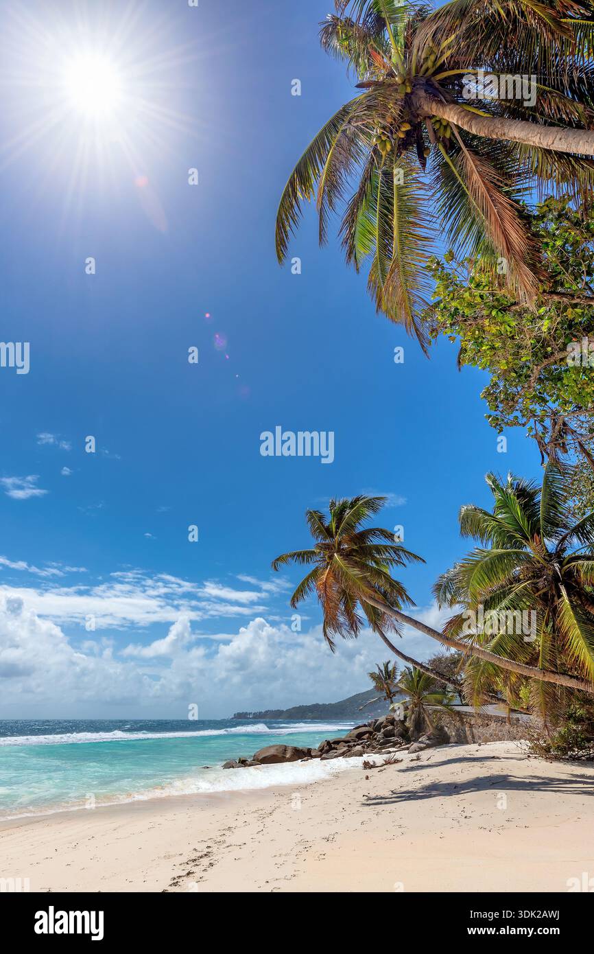 Beach blue sky sea palm trees sunny hi-res stock photography and images ...
