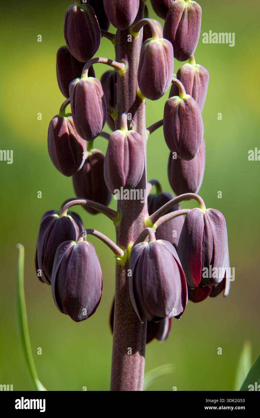 Fritillaria persica - Persian fritillary with dark purple flower buds and natural colour Stock Photo