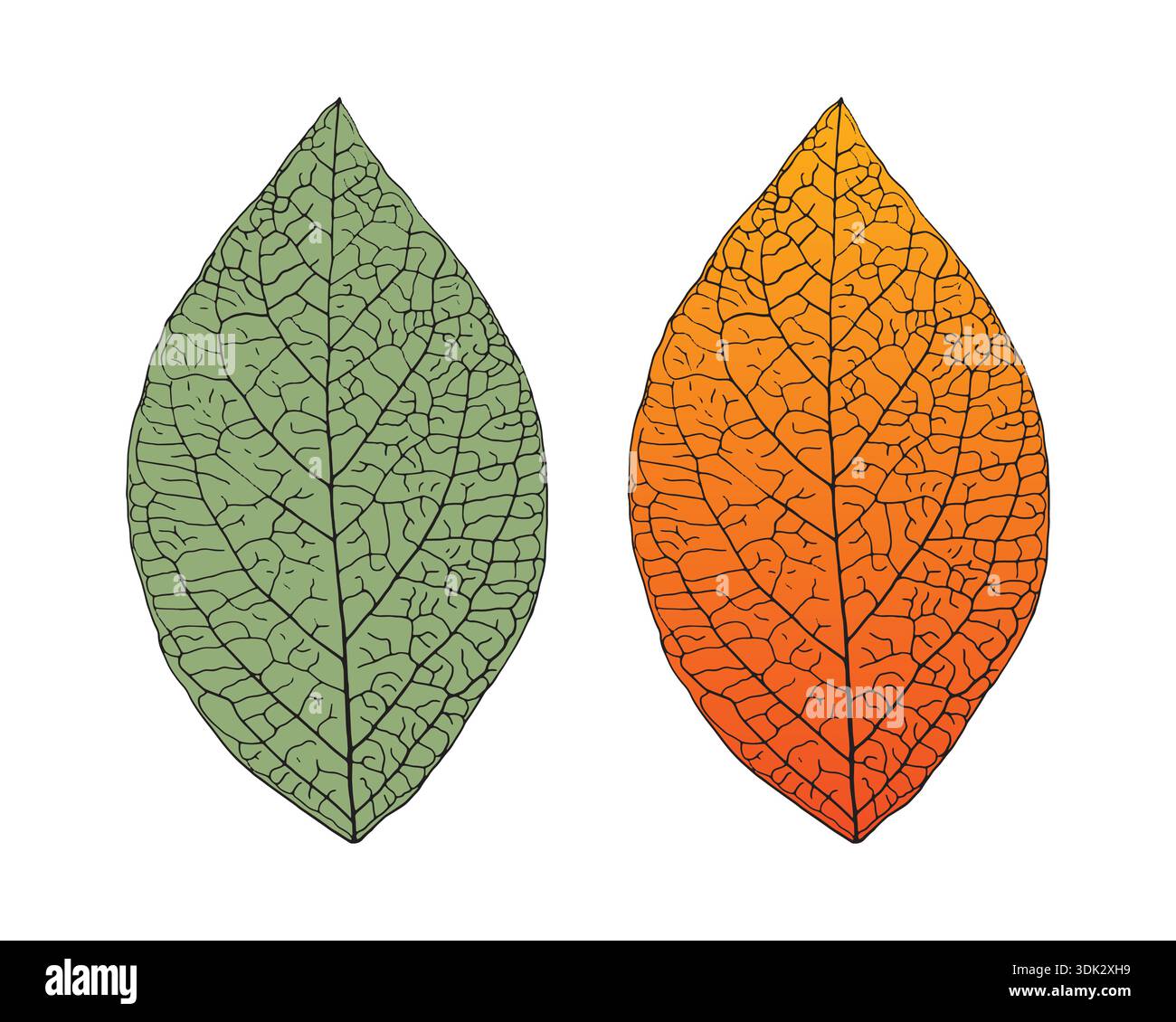 detailed leaf illustration. vector green and yellowed leaf Stock Vector