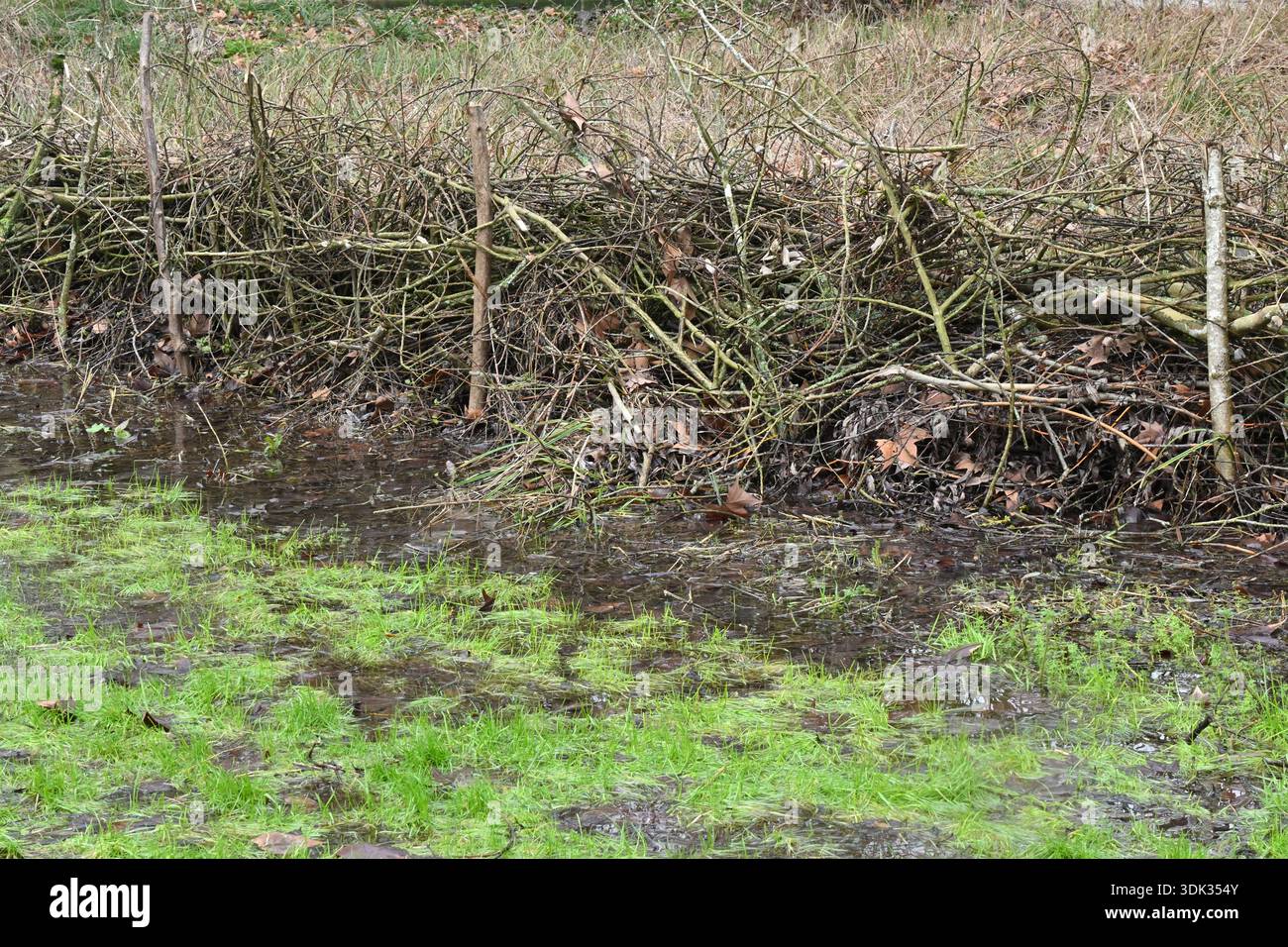 A dead hedge beside waterlogged grass in UK garden January Stock Photo