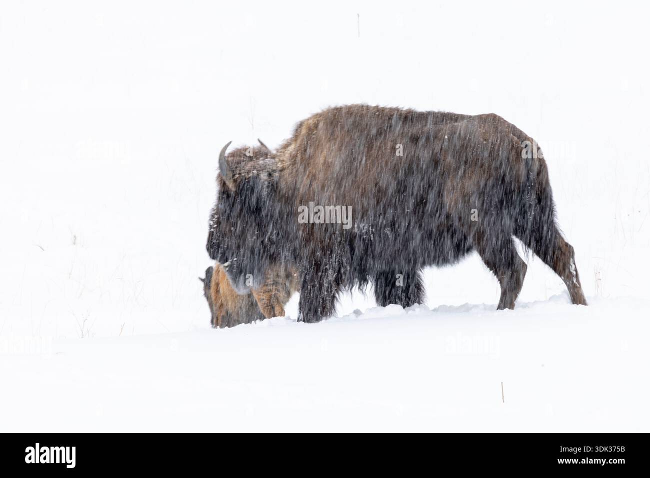 American bison (buffalo) stand in a snow-covered pasture during a heavy ...