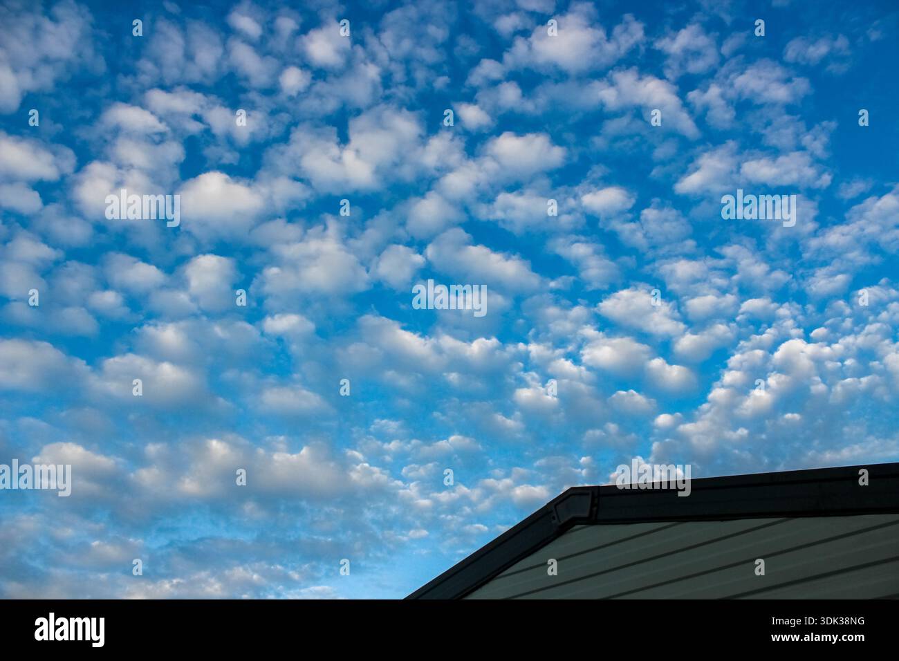 A dramatic blue sky filled with textured, rippling altocumulus clouds resembles cotton balls and forms a striking natural pattern. Stock Photo