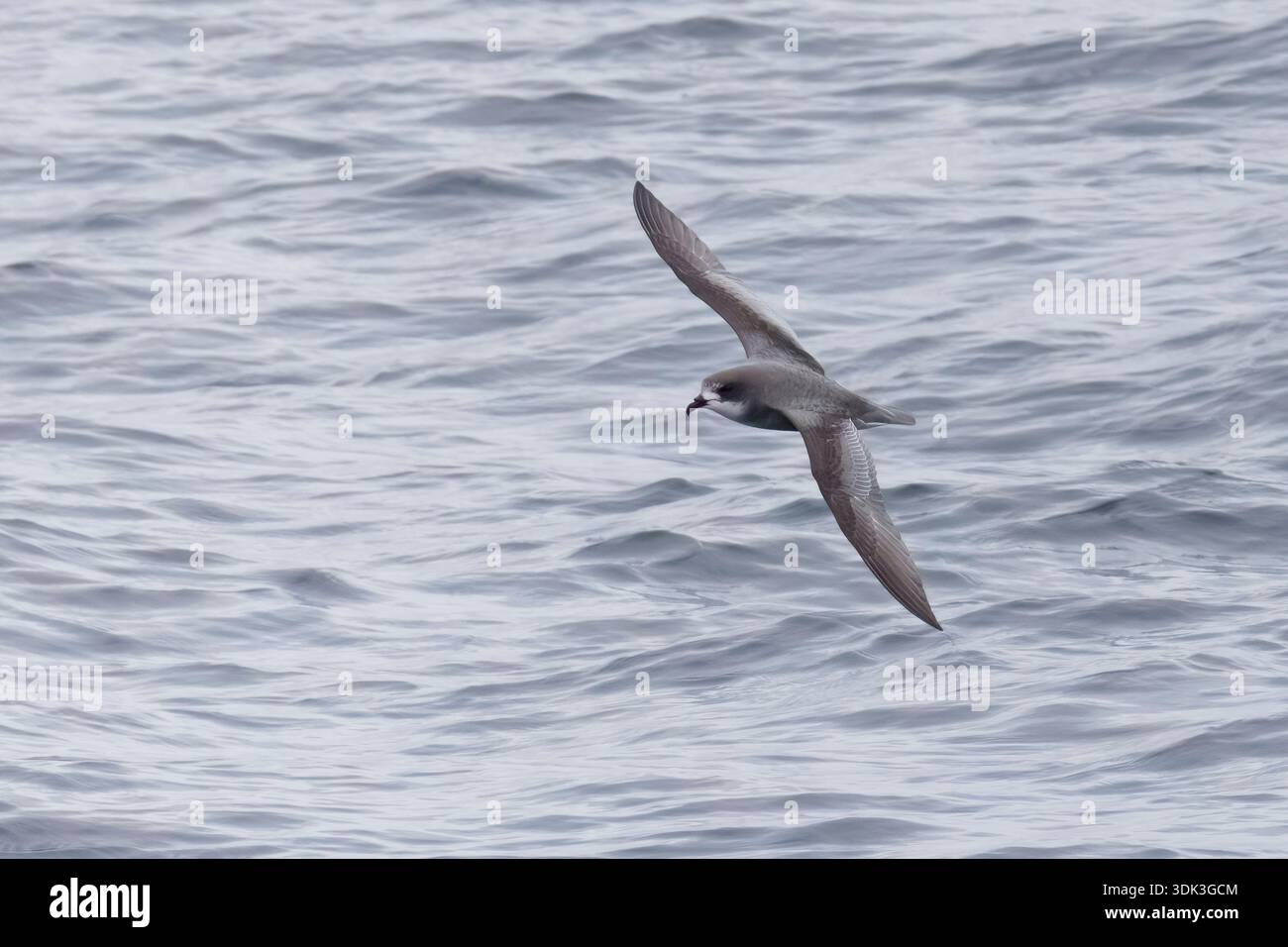 Mottled Petrel in flight off Stewart Island New Zealand Stock Photo