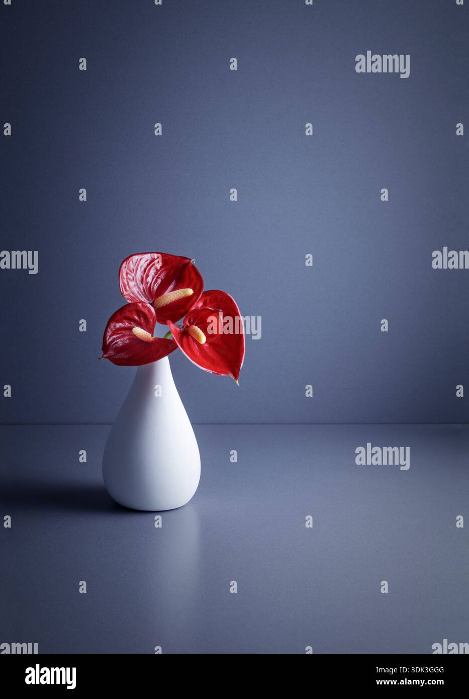 Three red Anthurium ,Flamingo flowers, in white vase Stock Photo - Alamy