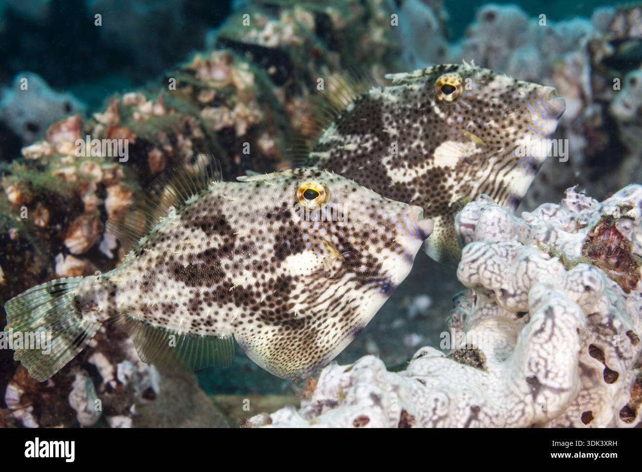 Two algae-eating filefish, algae-eating filefish, Pseudomonacanthus ...