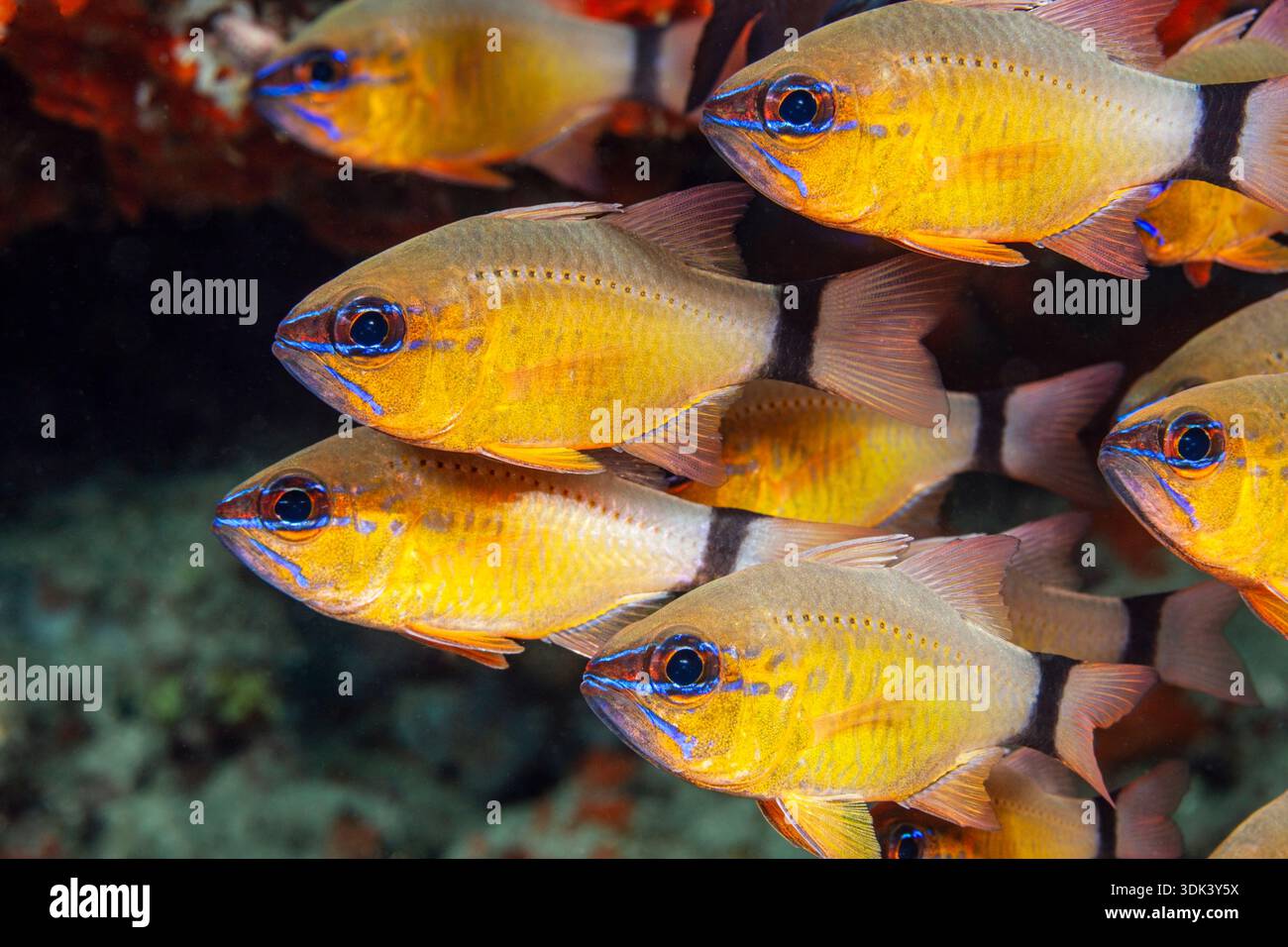 Banded Cardinal Black banded cardinalfish hi-res stock photography and images - Alamy