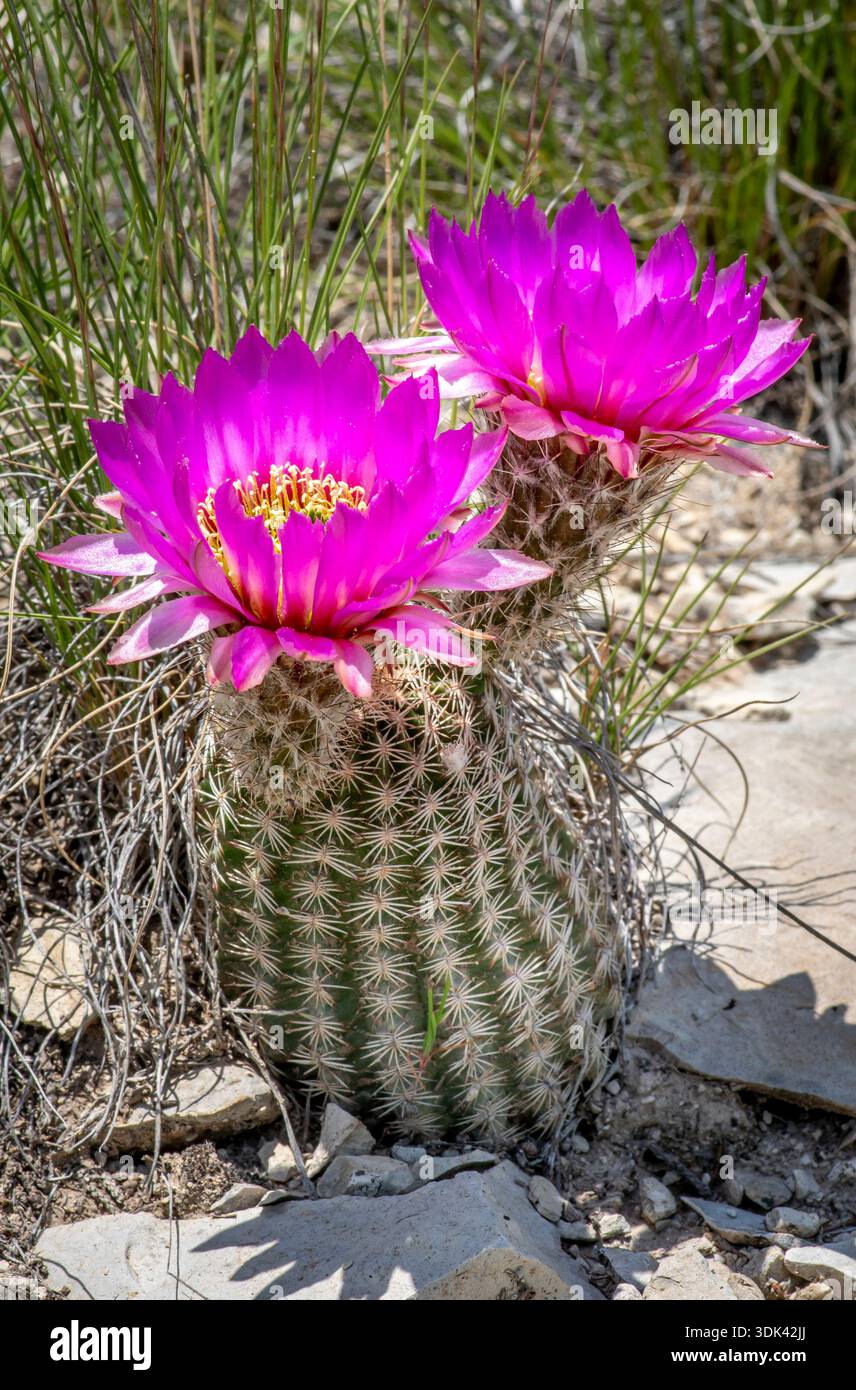 Pincushion cactus flower hi-res stock photography and images - Page 2 -  Alamy