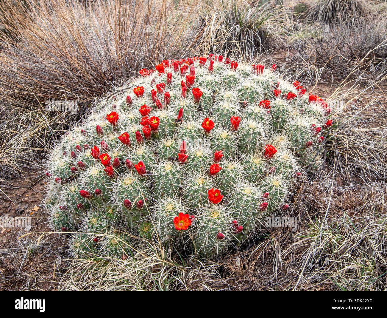 Large flowered cactus hi-res stock photography and images - Alamy
