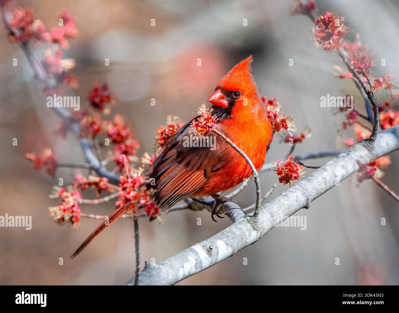 Cardinal Maple A beautiful vibrant red Northern Cardinal perched amidst the red buds ...