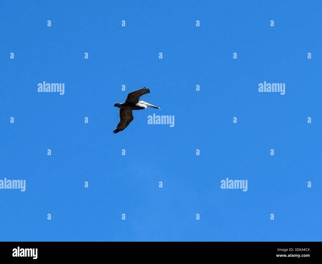 Pelican flying against clear blue sky, minimal wildlife scene with copy space. - Smartphone Captured Stock Image