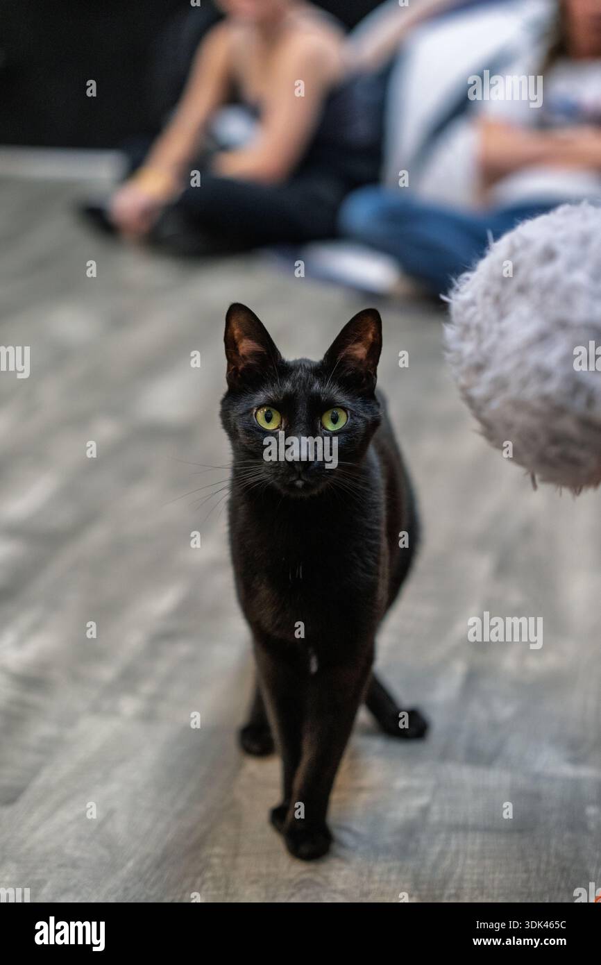 Unwavering gaze hi-res stock photography and images - Alamy