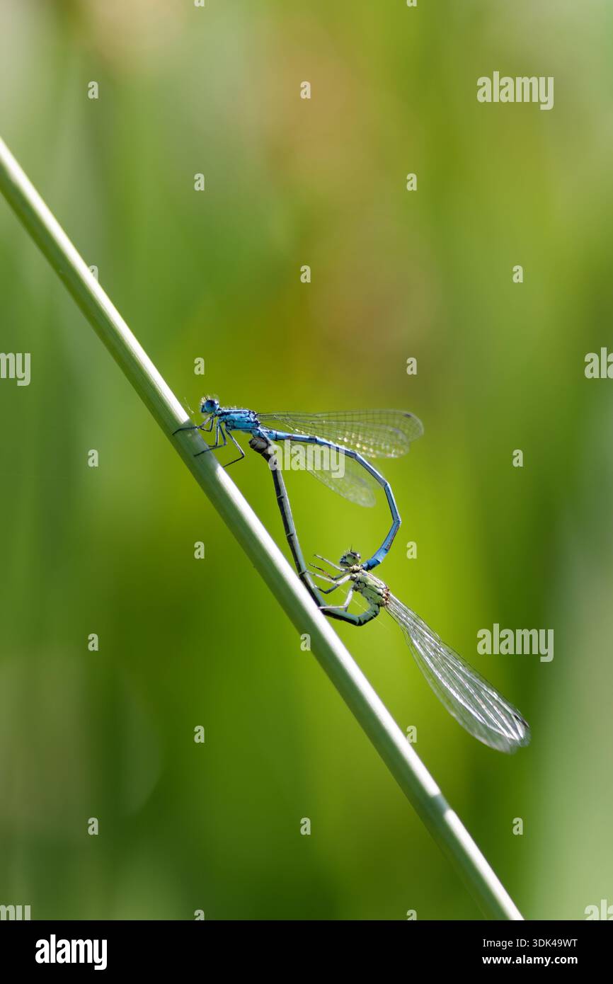 A mating pair of Azure Damselflies (Coenagrion puella) in tandem ...