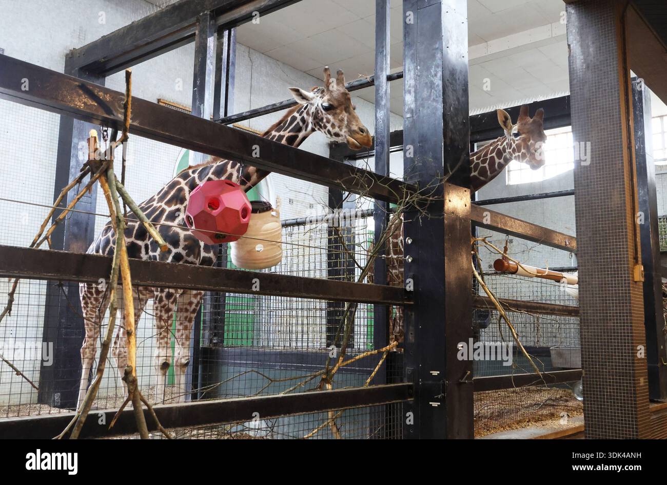 Inside giraffe enclosure (Giraffe Camelopardalis) at London Zoo. Stock Photo