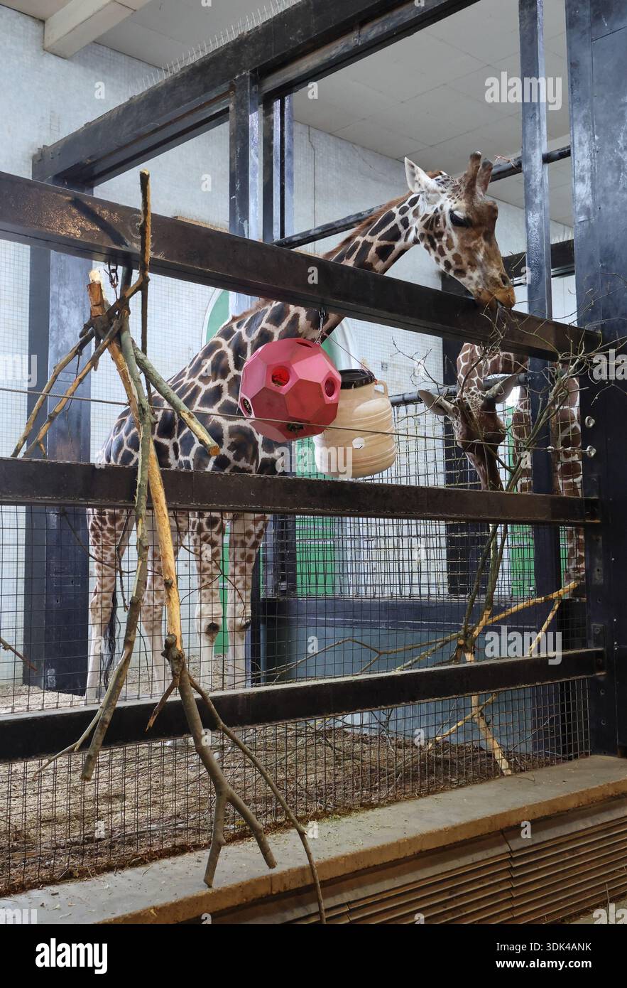 Inside giraffe enclosure (Giraffe Camelopardalis) at London Zoo. Stock Photo