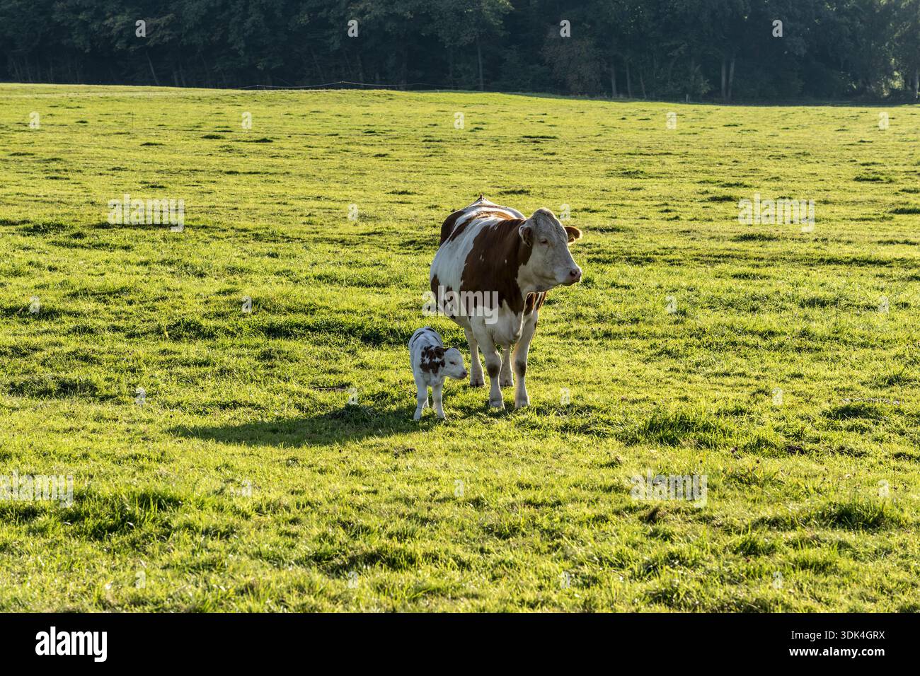 Rural idyll with mother cow and calf in the Vogelsberg Nature Park near Herbstein, Hesse Stock Photo
