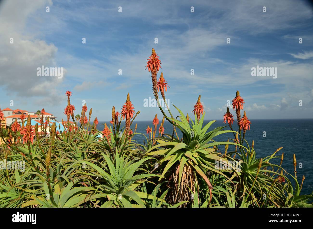 Madeira aloe hi-res stock photography and images - Alamy