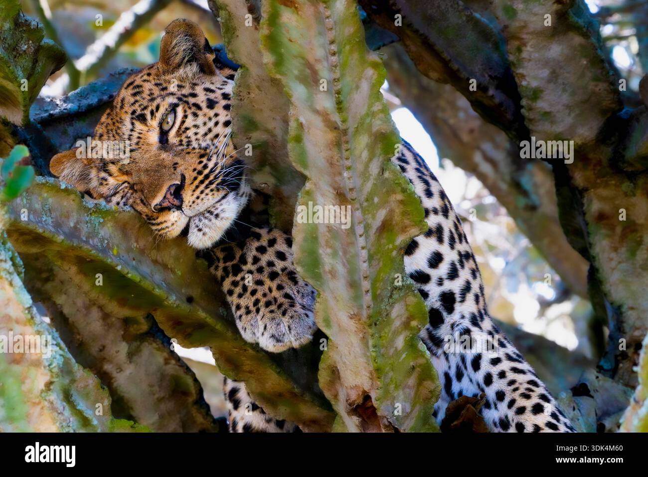 A leopard resting high in the branches of a cactus tree, half-hidden in the shade, Uganda Stock Photo