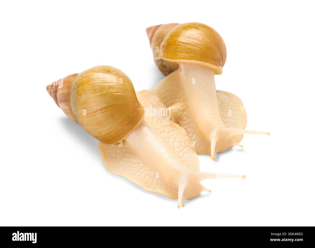 Giant Achatina snails on white background Stock Photo