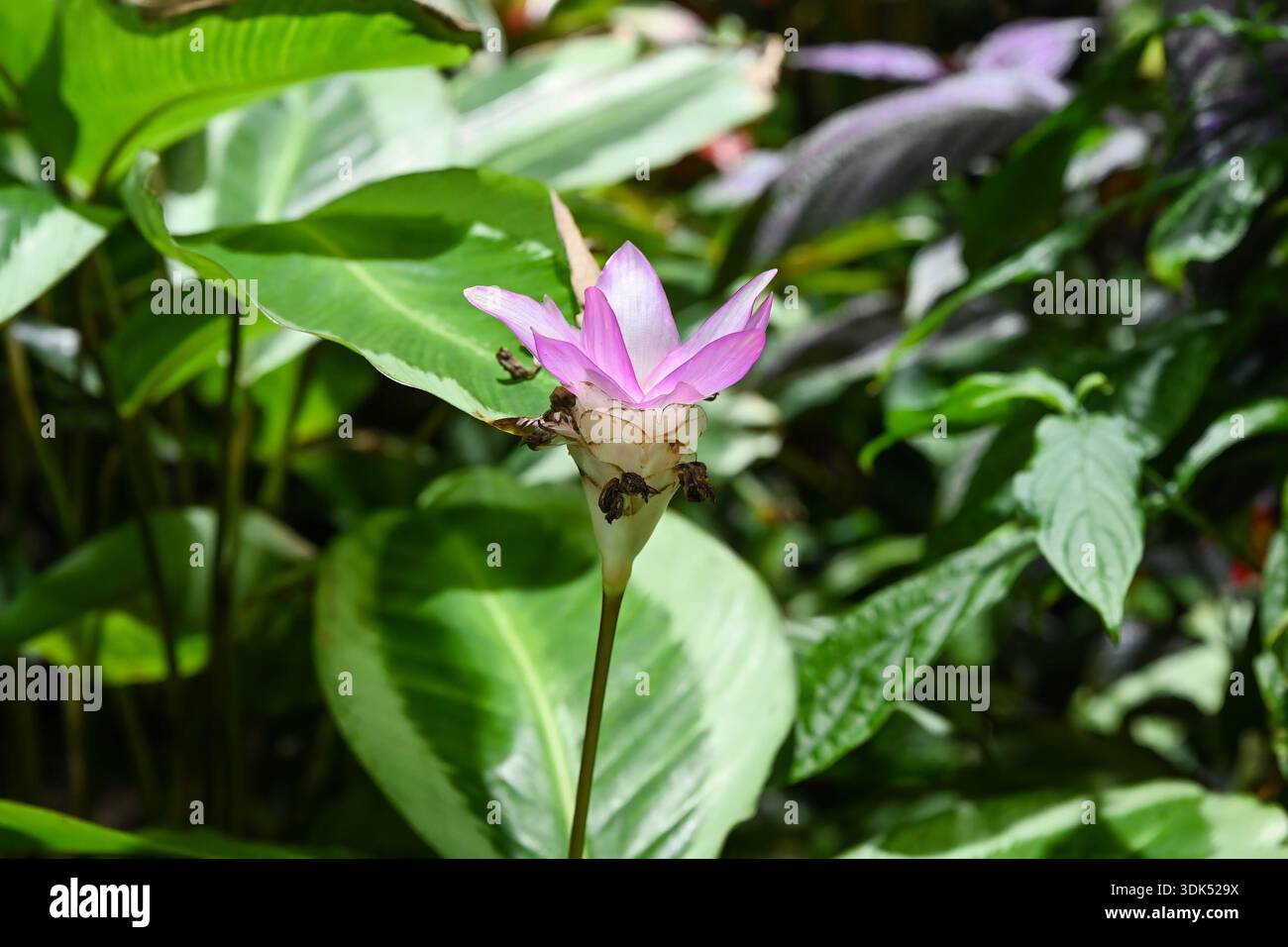Delicate pink Calathea loeseneri flower in a tropical forest of Singapore  Stock Photo - Alamy