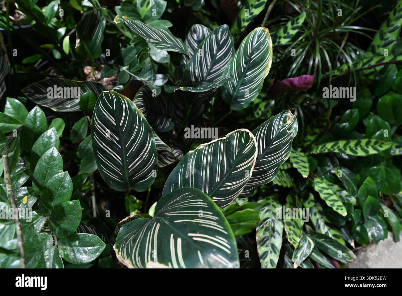 Calathea ornata sanderiana plant with dark green leaves and pink  pinstripes. Tropical ornamental foliage close up indoors Stock Photo - Alamy