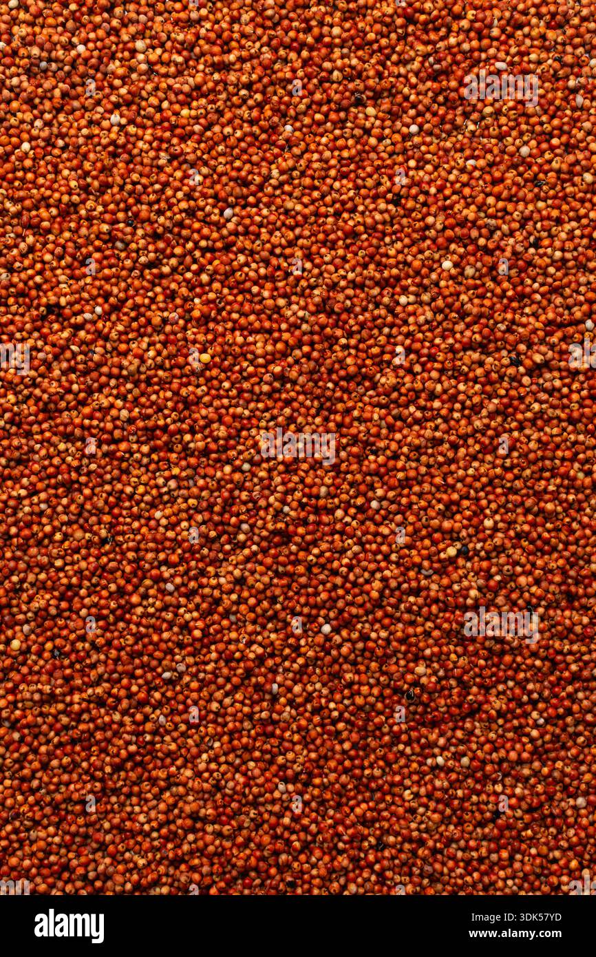 Overhead View Of Guinea Corn Top View Of Red Guinea Corn Also Known As 