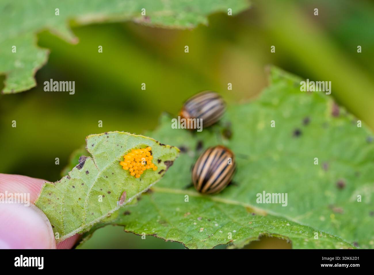 Colorado potato beetles, leptinotarsa decemlineata, adult pests ...