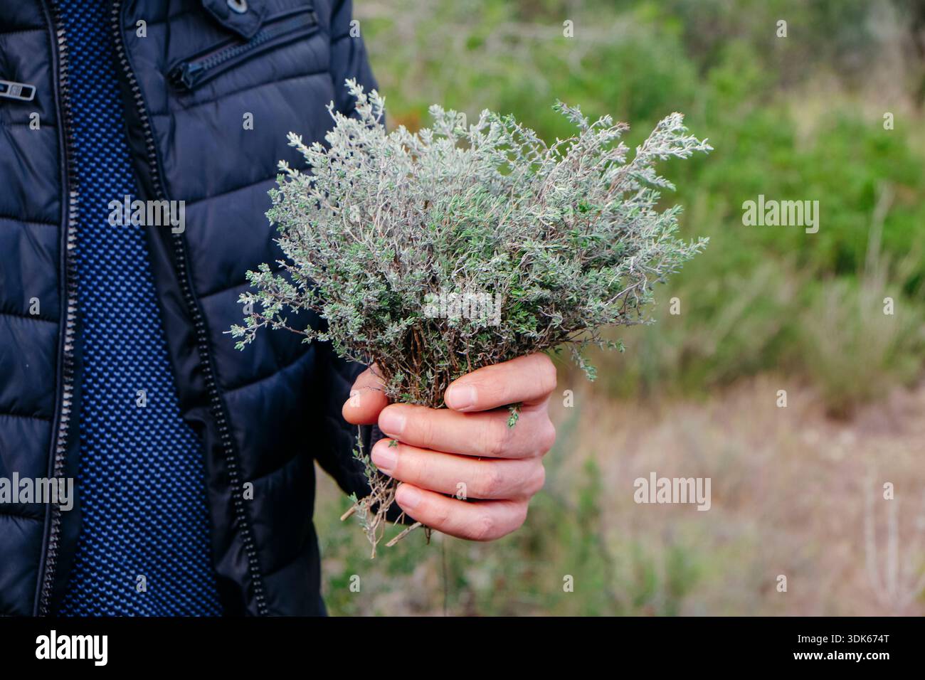 a man holds a fresh bunch of wild thyme in a forest clearing, showing aromatic herb stems and roots against soft green woodland background Stock Photo
