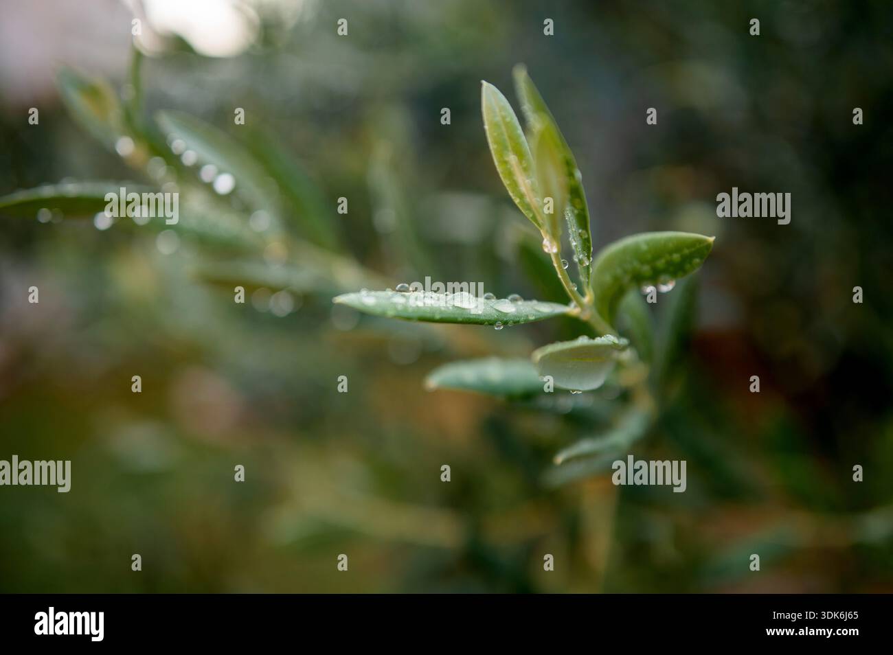 Olive tree branch close up dew hi-res stock photography and images - Alamy